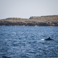 Foto Gita in barca a Lampedusa